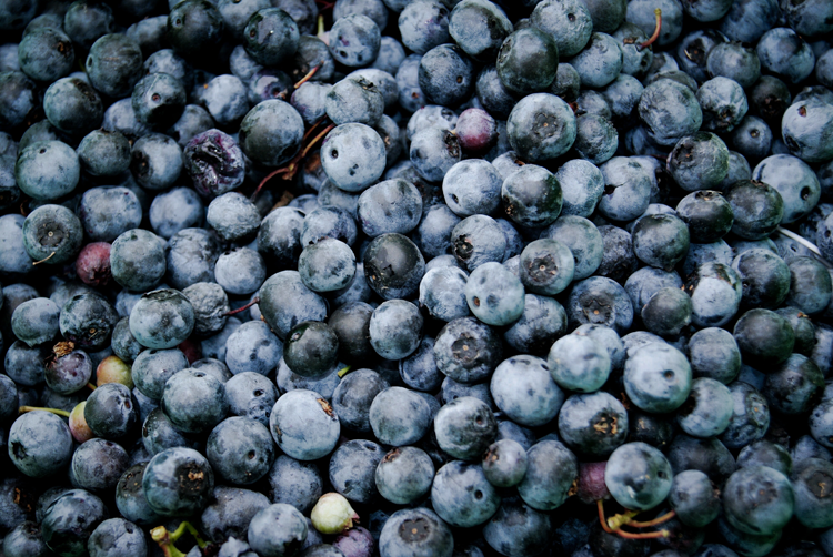 Local Berries Near Columbus