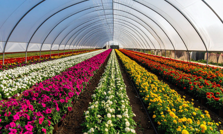 Get Growing This Spring: 8 Garden Centers and Nurseries in Akron and Canton | Cutler Real Estate